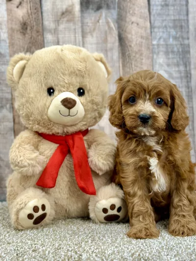 Griffin male cavapoo puppy for sale