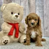 Gizmo cavapoo puppy for sale