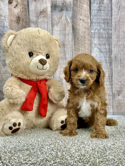 Gizmo cavapoo puppy for sale