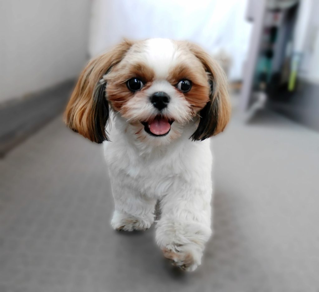 Shih tzu puppies for sale