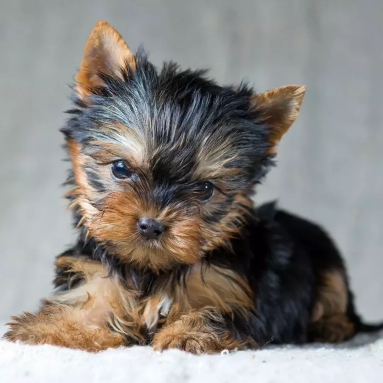 yorkie puppy near me