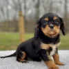 cavalier puppy for sale