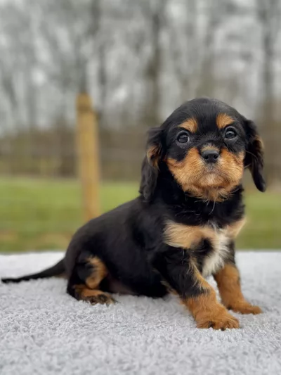 cavalier puppy for sale