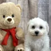 bichon puppy for sale