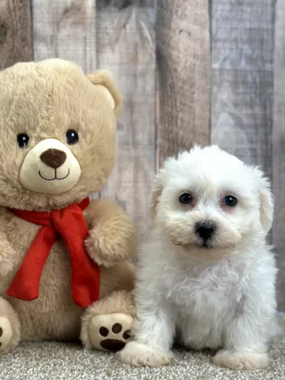 bichon puppy for sale