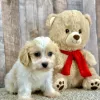 Cavachon puppy for sale