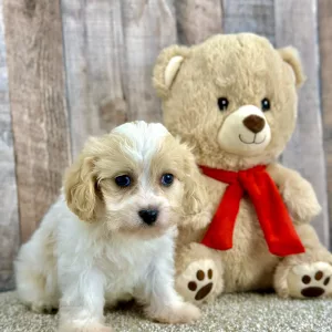 Cavachon puppy for sale