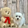 Echo the bichon puppy for sale