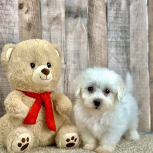 Echo the bichon puppy for sale