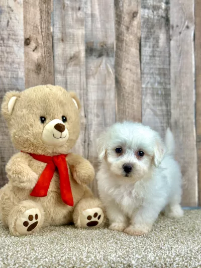 Echo the bichon puppy for sale