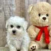 Easton bichon puppy for sale