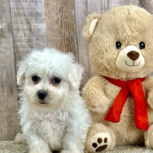 Easton bichon puppy for sale