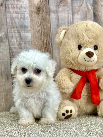 Easton bichon puppy for sale