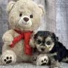 yorkie puppy for sale