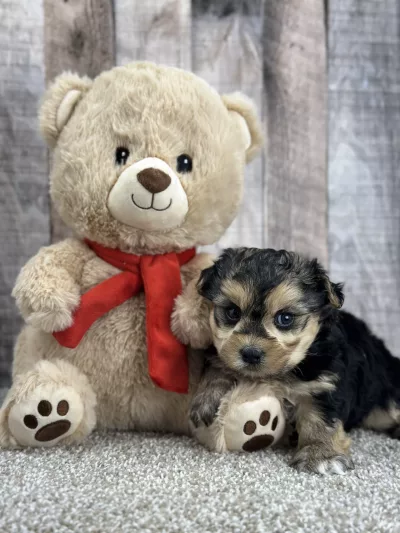yorkie puppy for sale