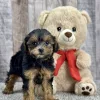 Yorkie puppy for sale