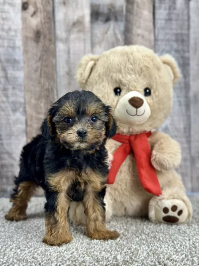 Yorkie puppy for sale