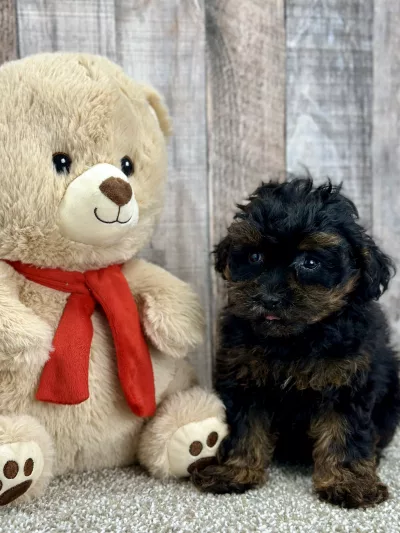 Harmony the yorkie puppy for sale