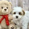 chloe the maltipoo puppy for sale