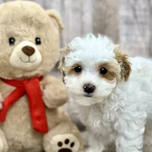 chloe the maltipoo puppy for sale