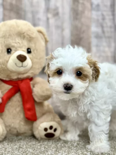 chloe the maltipoo puppy for sale