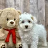 Cooper maltipoo puppies for sale