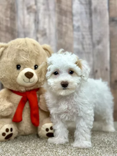 Cooper maltipoo puppies for sale