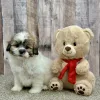 Beau the shihpoo puppy for sale