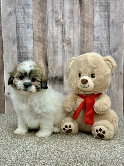 Beau the shihpoo puppy for sale
