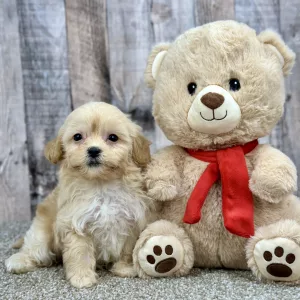 shihpoo puppy for sale
