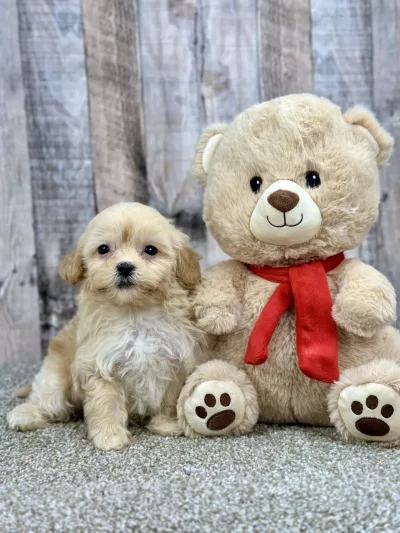 shihpoo puppy for sale