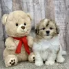 shihpoo puppy for sale