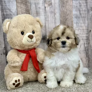 shihpoo puppy for sale