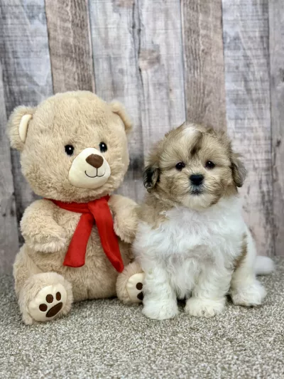 shihpoo puppy for sale