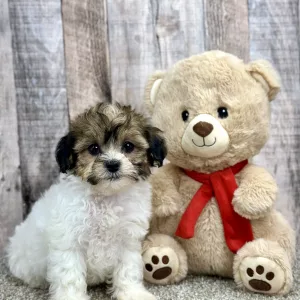 Blossom shihpoo puppy for sale