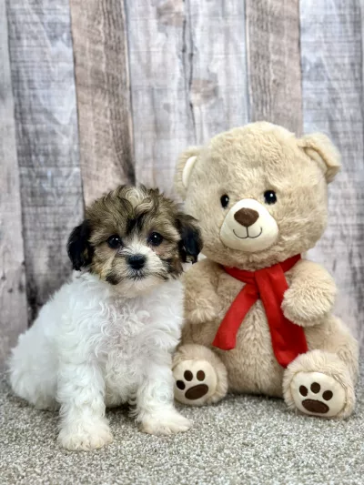 Blossom shihpoo puppy for sale