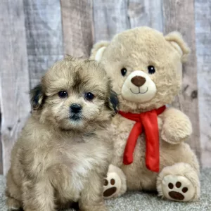 Brooklyn the shihpoo puppy for sale