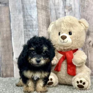 Buffy the shihpoo puppy for sale