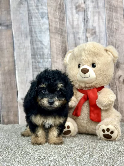 Buffy the shihpoo puppy for sale