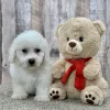 Elton the bichon puppy for sale