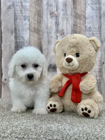 Elton the bichon puppy for sale