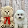 Enzo the bichon puppy for sale