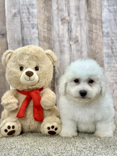 Enzo the bichon puppy for sale