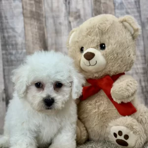 bichon puppy for sale