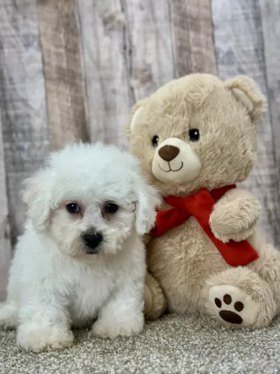 bichon puppy for sale