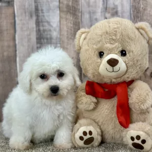 Ellie th ebichon puppy for sale