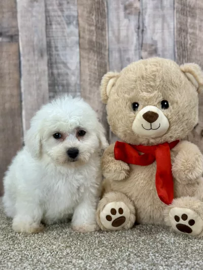 Ellie th ebichon puppy for sale