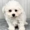 Ernie the bichon puppy for sale