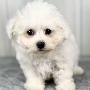 Ernie the bichon puppy for sale