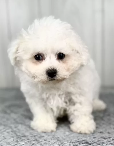 Ernie the bichon puppy for sale